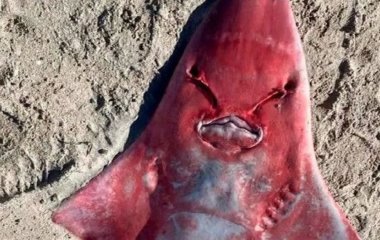 Відвідувачі пляжу жахнулися, побачивши на березі червону 