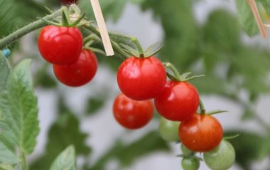 Томати вродять на 100%: підготуйте дієве добриво з продукту, який знайдеться на кожній кухні
