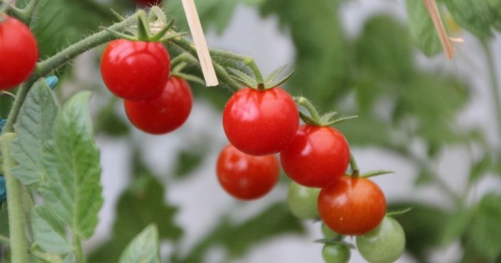 Томати вродять на 100%: підготуйте дієве добриво з продукту, який знайдеться на кожній кухні