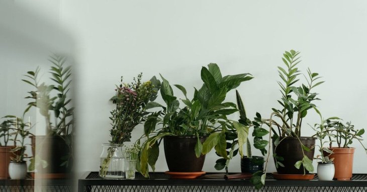 Ці п’ять кімнатних рослин захищають дім від нечистої сили, бідності та хвороб
