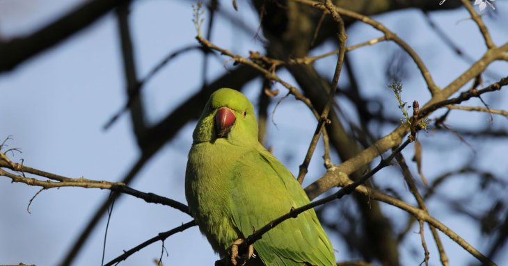 Папуги свідомо використовують імена людей, а не просто повторюють їх — що виявили вчені