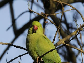 Папуги свідомо використовують імена людей, а не просто повторюють їх — що виявили вчені