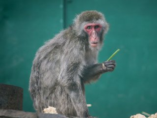Мережі насмішила мавпа, яка обожнює чистити зуби (ВІДЕО)