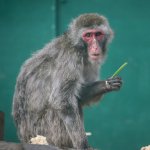 Сети насмешила обезьяна, обожающая чистить зубы (ВИДЕО)