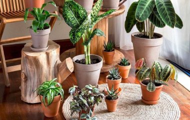 Названо 5 основних причин завести вдома кімнатні рослини