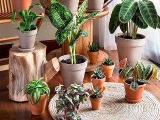 Названы 5 главных причин завести дома комнатные растения