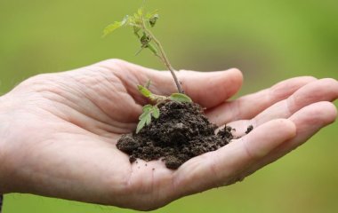 Коли висівати помідори взимку 2025 року: місячний календар зі сприятливими датами
