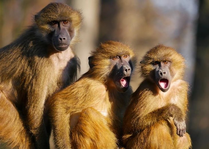 Сети насмешили обезьяны, моющие собаку (ВИДЕО)
