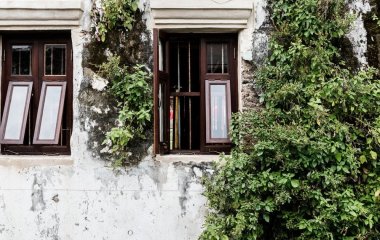 Ця рослина приваблює кліщів та провокує появу цвілі: в жодному разі не садіть її на своєму подвір’ї