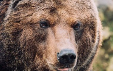 В США полицейские спасли закрывшегося в машине медведя