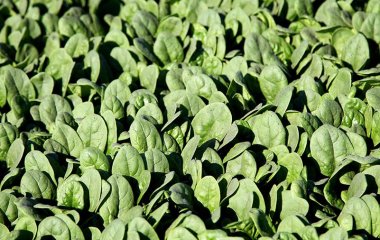 Названо продукти, що рятують від гіпертонії