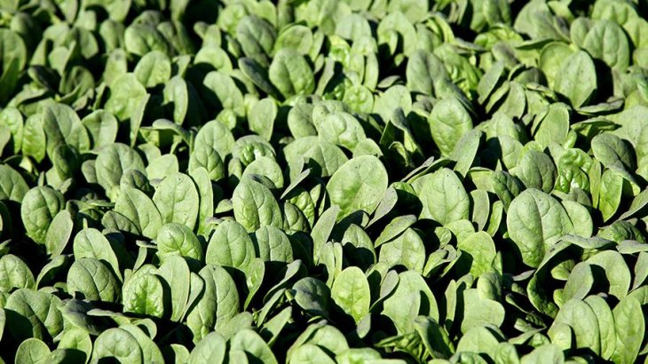 Названо продукти, що рятують від гіпертонії