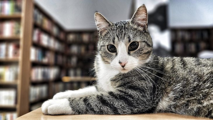 Сеть покорил кот с «галстуком» (ФОТО)