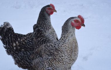 Помилка може коштувати надто дорого: чи можна курям давати сніг замість води