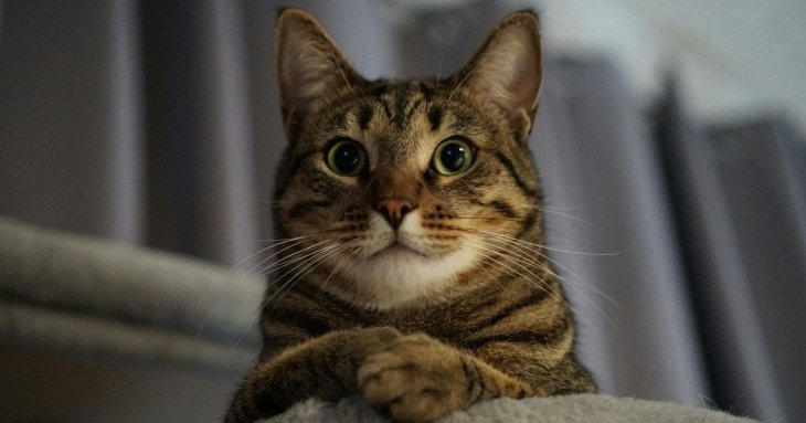 Чи може кіт забути господаря: секрети пам’яті пухнастого