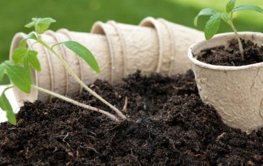 Як створити родючий ґрунт для вашої розсади: детальна інструкція