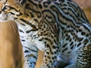 Маленька плямиста кішка виявилася сенсацією: генетики знайшли новий вид