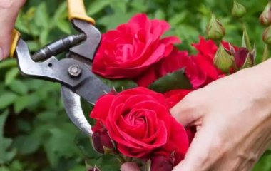 Как правильно ухаживать за розами осенью: советы садоводов