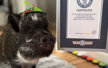 Порося-блогер встановило рекорд за популярністю в Instagram: що вміє Мерлін (відео)