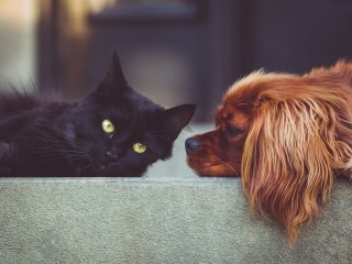 Кошеня вдарило лапою гігантського пса, реакція собаки розсмішить будь-кого