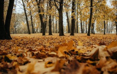 Осінь зимі ще не поступиться: якою буде погода в Україні 9 листопада
