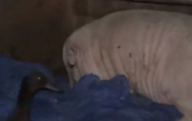 Свиня вдерлася до гаража і випила запаси пива: подружка-качка була поруч під час похмілля – відео