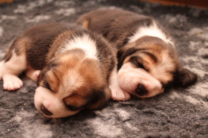 Потешные щенки-полицейские, готовые стоять на страже закона (ФОТО)