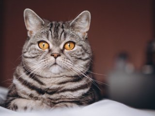 «Свет мой, зеркальце»: удивленный кот стал новой звездой Сети (ФОТО)