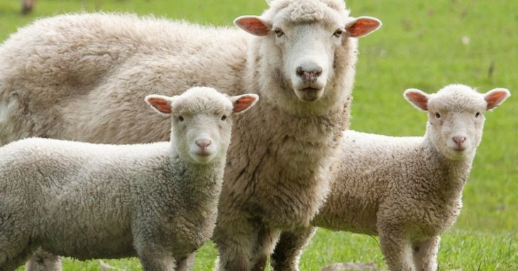 Як сказати українською «овчинка выделки не стоит»: прямі відповідники та народні приказки