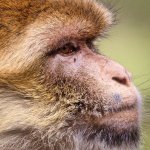 Забавная обезьяна «усыновила» бродячего щенка (ФОТО)