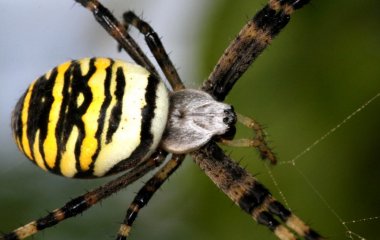 Огромный паук разбудил австралийца звонком в дверь (ВИДЕО)