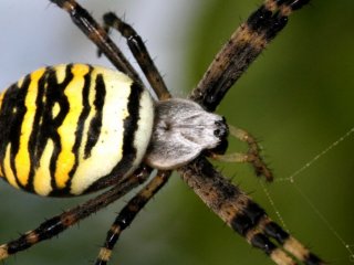 Величезний павук розбудив австралійця дзвінком у двері (ВІДЕО)