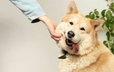 Кінолог сказав, кому категорично не можна заводити собаку