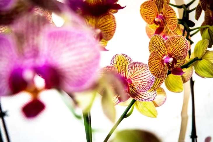 Без удобрений и химикатов: что сделать для обильного цветения орхидей