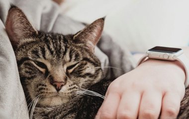 Експерти розповіли, чи дійсно кішки запам'ятовують господарів і як швидко вони можуть вас забути