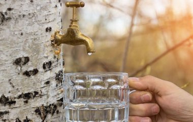 Виводить токсини та шлаки, лікує печінку й нирки: яка ще користь березового соку