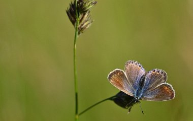 День ангела 9 липня: кого та як вітати з іменинами