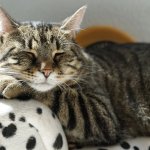 Сети насмешил говорящий кот из Японии (ВИДЕО)