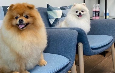 Невероятное собачье спа: собака из Китая покоряет Instagram
