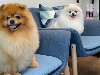 Невероятное собачье спа: собака из Китая покоряет Instagram