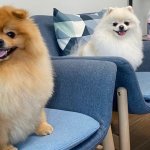 Невероятное собачье спа: собака из Китая покоряет Instagram