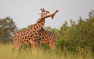 Новий хіт: бійка двох жирафів потрапила на камеру (ВІДЕО)