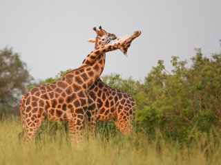 Новый хит: драка двух жирафов попала на камеру (ВИДЕО)