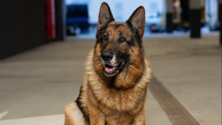 Пес стал поводырем для ослепшего четвероного друга (ФОТО)