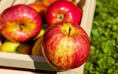 Не фрукт, а яд: врачи рассказали, кому нельзя есть яблоки