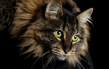 Дерзкий кот, требующий внимания к себе, насмешил сеть