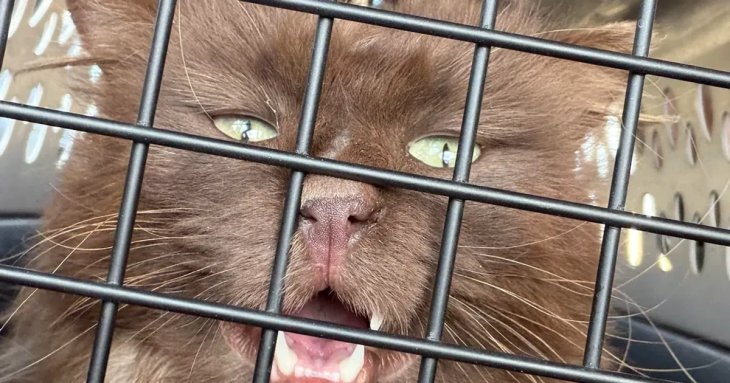 Жінка почула плач біля дверей — коли відчинила, побачила несподіваного гостя