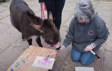 Ослики занялись живописью под руководством своей хозяйки (ВИДЕО)