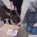 Ослики занялись живописью под руководством своей хозяйки (ВИДЕО)