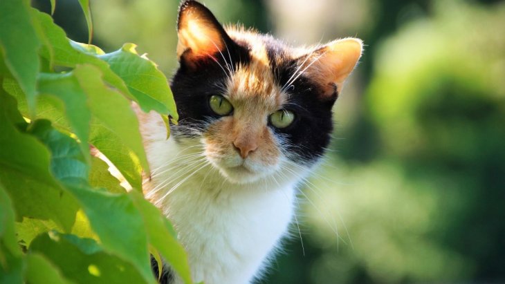 Сети насмешил кот, «говорящий» со своей хозяйкой (ВИДЕО)